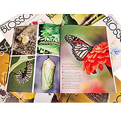 2 Million Blossoms Back Issues 2 Million Blossoms Back Issues