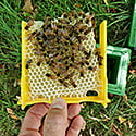 Mini Api Mating Nuc Mini Api Mating Nuc