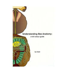 Understanding Bee Anatomy