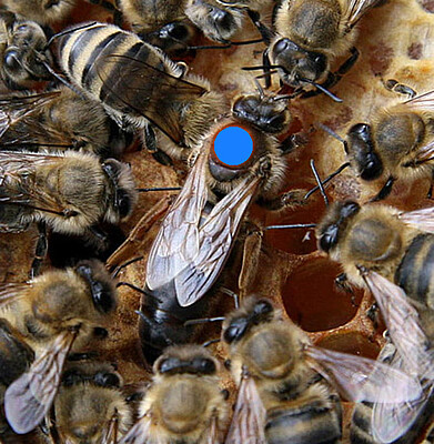 2025 Mated Queen