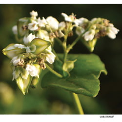 Buckwheat Seed