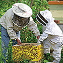 Online Core Bee Course