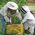 Online Core Bee Course Online Core Bee Course