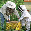 Online Core Bee Course