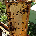 Online Core Bee Plus Course