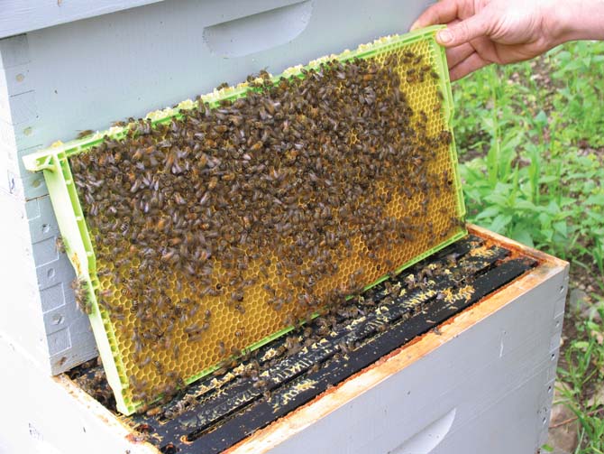 Deep Drone Frame: 52 Pack Deep Drone Frame: 52 Pack