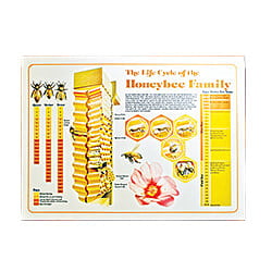Life Cycle Honey Bee Poster