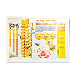 Life Cycle Honey Bee Poster