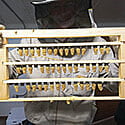 Queen Rearing Classes Queen Rearing Classes