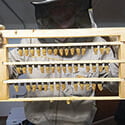 Queen Rearing Classes Queen Rearing Classes