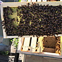 Hands-On In-Hive Courses Hands-On In-Hive Courses