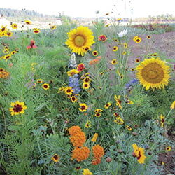 Country Garden Mix Country Garden Mix