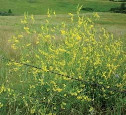 Yellow Sweet Clover Seeds