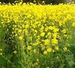 Rapini Seed: 4 oz.