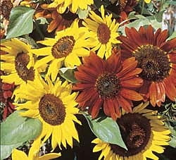 Autumn Beauty Sunflowers
