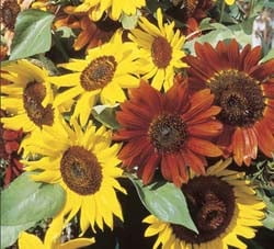 Autumn Beauty Sunflowers Autumn Beauty Sunflowers