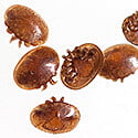 Focus on: Varroa Destructor Focus on: Varroa Destructor
