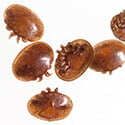 Focus on: Varroa Destructor